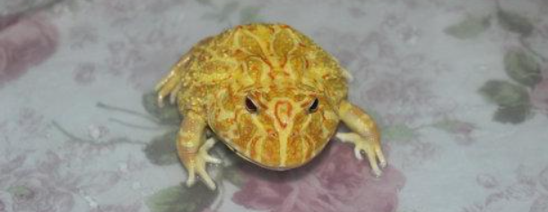 黄金角蛙有毒吗？