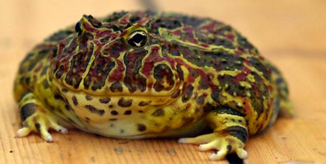 钟角蛙和绿角蛙的区别是什么？