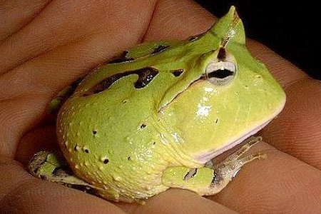 角蛙有没有毒