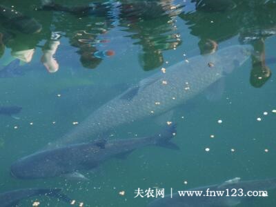 青鱼冬天吃食