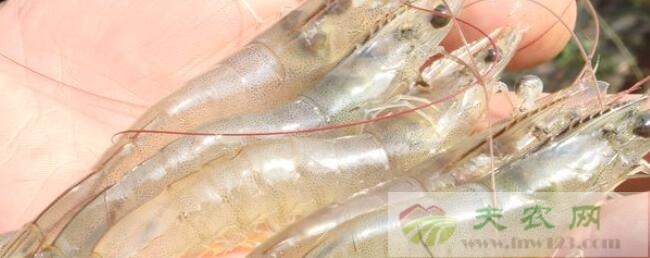 南美白对虾雌雄的区分方法