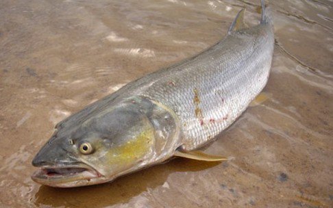路亚鳡鱼之适用拟饵和操作手法