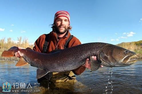 蒙古地区路亚冷水性鱼种的一些经验