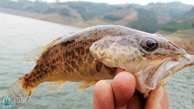 路亚鳜鱼季节作钓方式与飞蝇钓鳜鱼的技法
