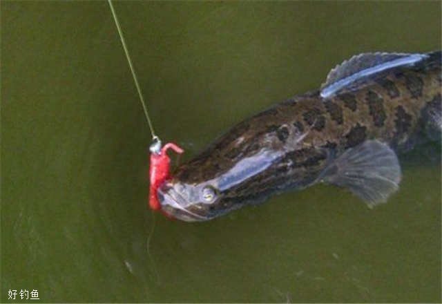 路亚高手整理的拟饵钓黑鱼的攻略