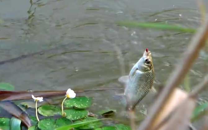 夏天在河里钓鱼用什么饵料？