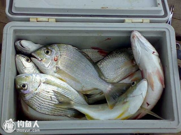 出海海钓渔获的保鲜措施