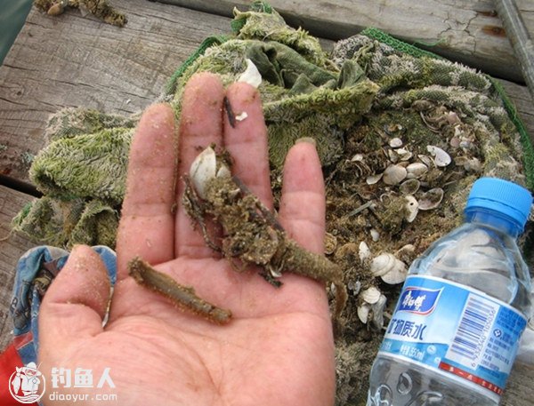 海钓沙蚕的种类区分及钓饵的使用