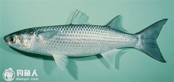 海洋常见鱼种的习性及钓饵的选择