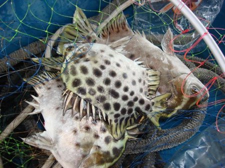 小心海钓会遇到的七种危险鱼类