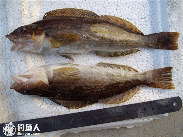 海洋常见鱼种的习性及钓饵的选择
