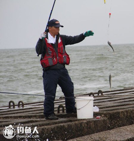 湾畔手竿抽钓梭鱼法的介绍