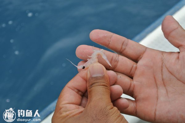 海岸垂钓的诱鱼鱼饵配置及渔具介绍