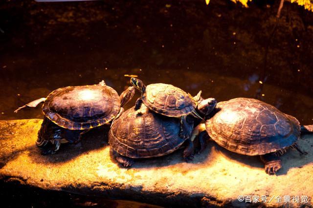 龟龟的心思你不懂？水质水温和水位，这些你都知道吗？