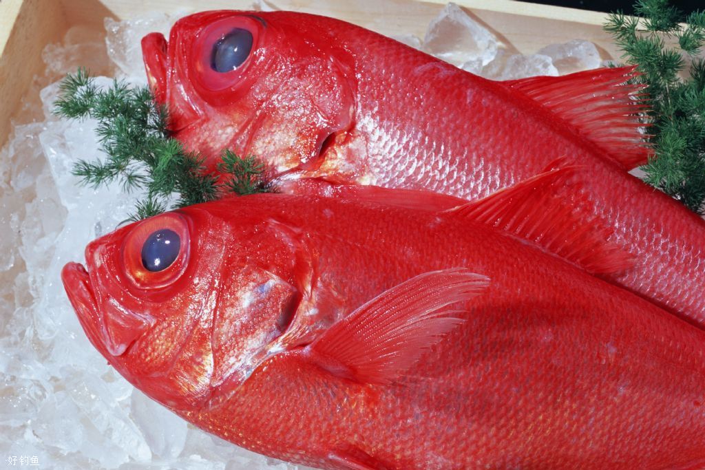 海钓美国红鱼的三个作钓方法