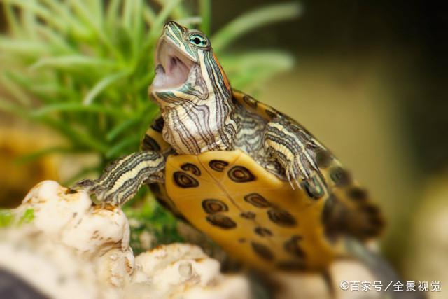 现在流行养龟，养龟就养巴西龟，最好养的龟就是巴西龟