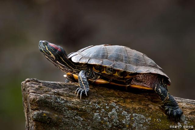 现在流行养龟，养龟就养巴西龟，最好养的龟就是巴西龟