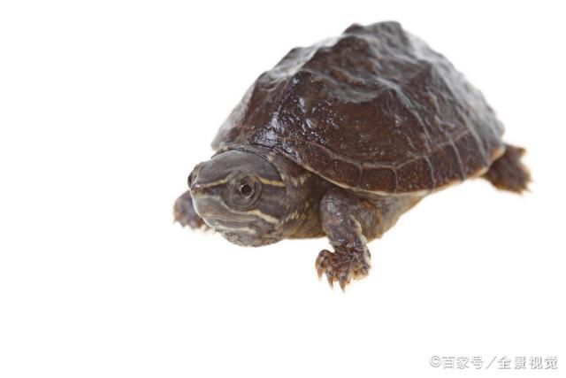 巴西龟破坏生态，养什么龟合适？最适合新手养的莫过于麝香龟