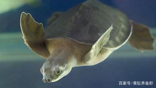 长相独特，神奇可爱的水龟，我们该如何养猪鼻龟？