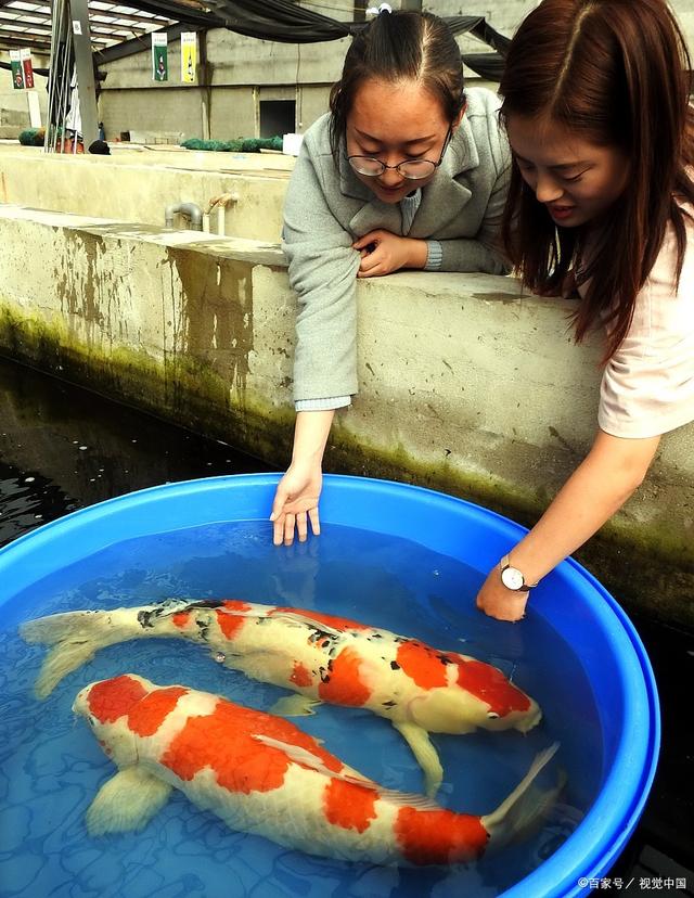 锦鲤好养，锦鲤是普通的观赏鱼？色泽漂亮的日本锦鲤不寻常