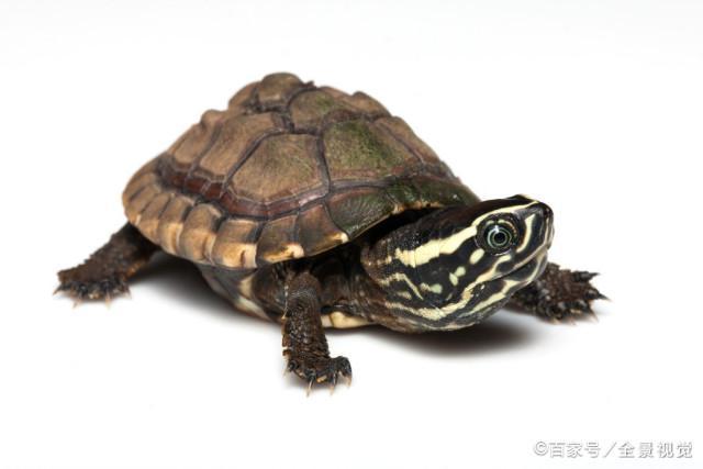 巴西龟破坏生态，养什么龟合适？最适合新手养的莫过于麝香龟