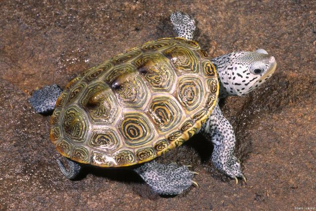 钻纹龟是极具观赏性的龟，美丽又讨喜，可现在都不让养了