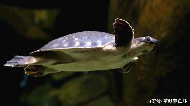 长相独特，神奇可爱的水龟，我们该如何养猪鼻龟？
