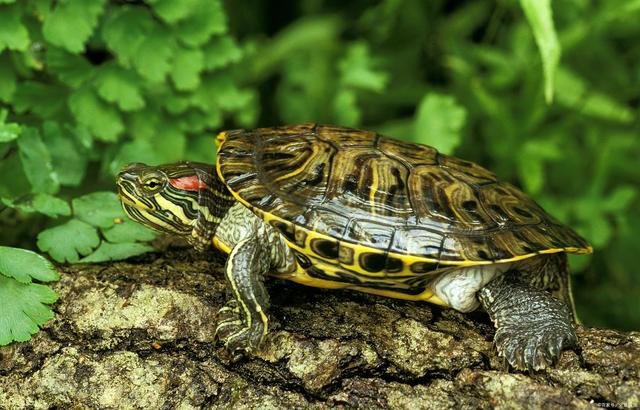 龟友最怕什么？怕爱龟得病，4种常见龟类疾病的预防和治疗