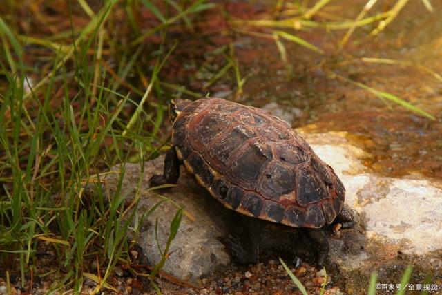 日本广岛原产石龟，极具古朴之美的观赏性龟，既好看又好养