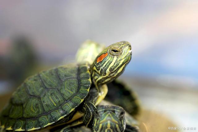 龟友最怕什么？怕爱龟得病，4种常见龟类疾病的预防和治疗