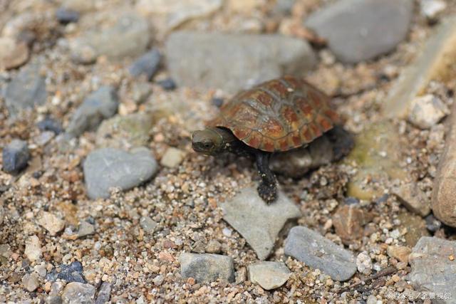 日本广岛原产石龟，极具古朴之美的观赏性龟，既好看又好养