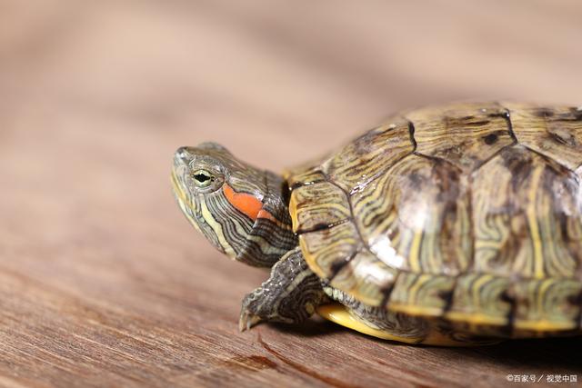 养乌龟少不了晒台，晒台的选择非常重要，我们该怎么选？
