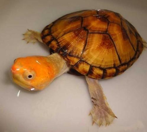 红面蛋龟，长有一张红脸的龟，如何才能把它养到脸色通红？
