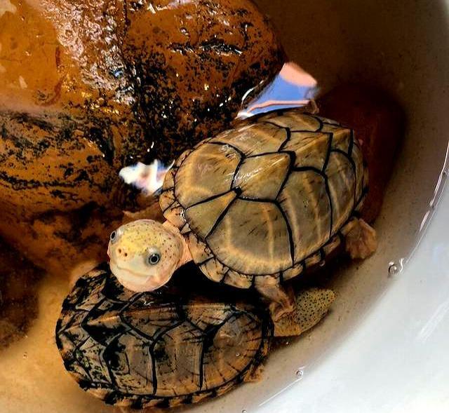 红面蛋龟，长有一张红脸的龟，如何才能把它养到脸色通红？