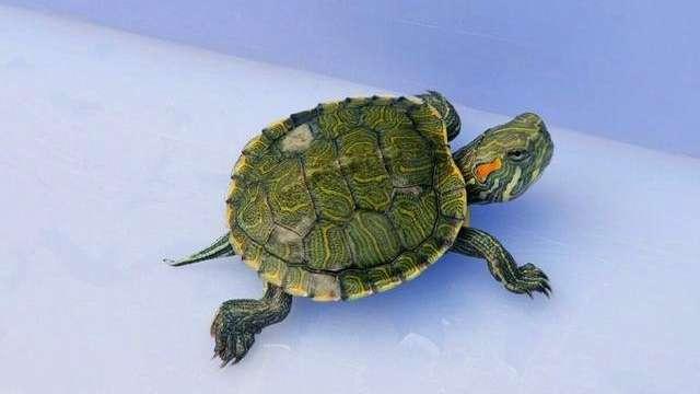 养龟为什么一到秋季就疾病多？原因是温差大，该如何解决？