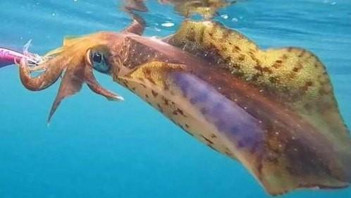 鱿鱼抱着猎物进食，因此诞生一种木虾钓法