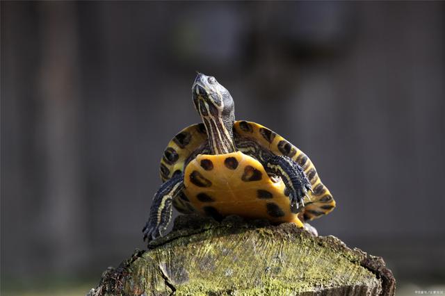 养龟为什么一到秋季就疾病多？原因是温差大，该如何解决？