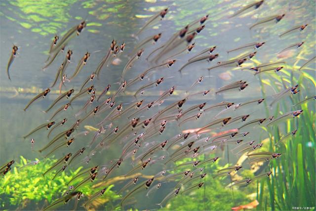 鱼缸有水草就更漂亮，怎样才能养好水草？这6种水草各有不同