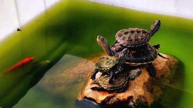 今年出生的小乌龟，该怎样过冬？重点就看这3个方面