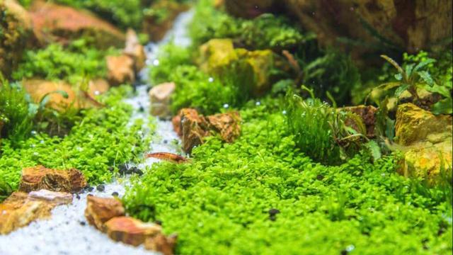 鱼缸有水草就更漂亮，怎样才能养好水草？这6种水草各有不同