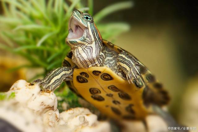 为什么乌龟会咬你？不小心被咬，就是不松口，怎么办？