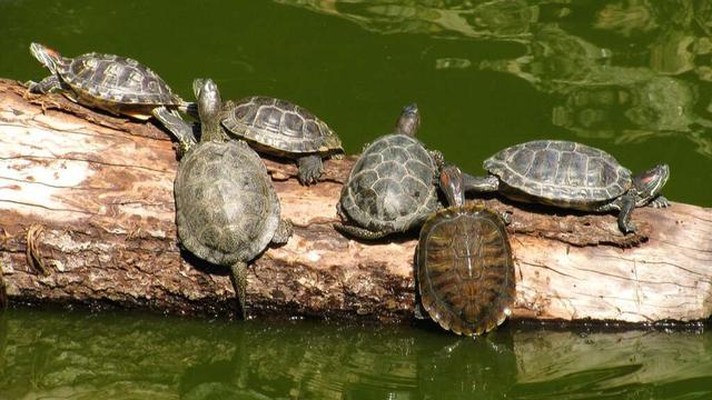 养乌龟的八个大忌，新手养龟就要知道，否则你可能养不好