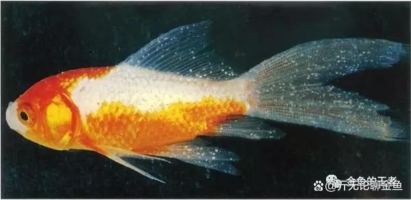 金鱼在春季常见的鱼病有哪些？怎么判断和治疗