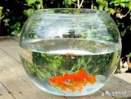 养金鱼还不知道用什么样的鱼缸？有了鱼缸怎么开缸，怎么养水？来