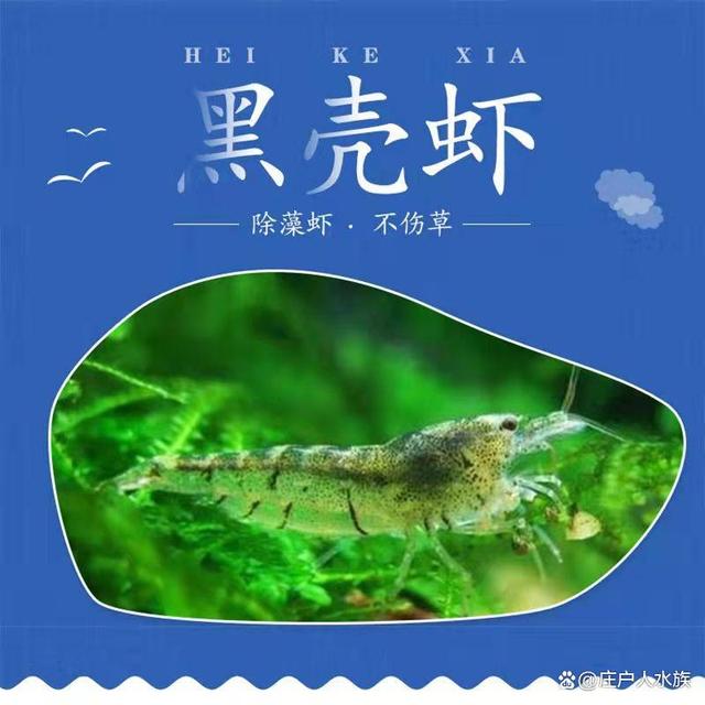 鱼缸里必须要有的十大清洁鱼！金苔鼠，女王，胡子，清洁工！