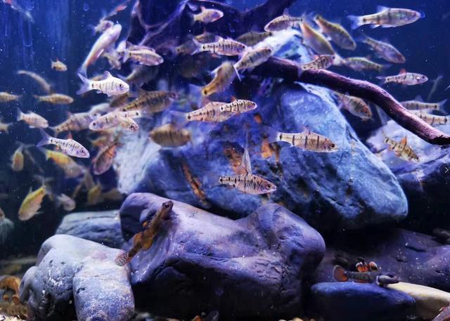 鱼缸死鱼后怎么消毒，高锰酸钾浸泡后会影响细菌屋的使用么？