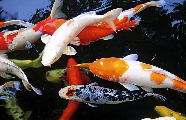 锦鲤和金鱼能不能放在一起养？锦鲤和金鱼混养要注意什么？