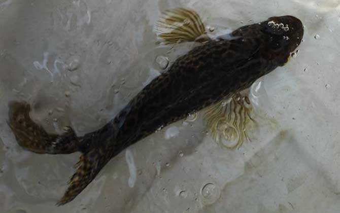 野生淡水石斑鱼多少钱一斤？