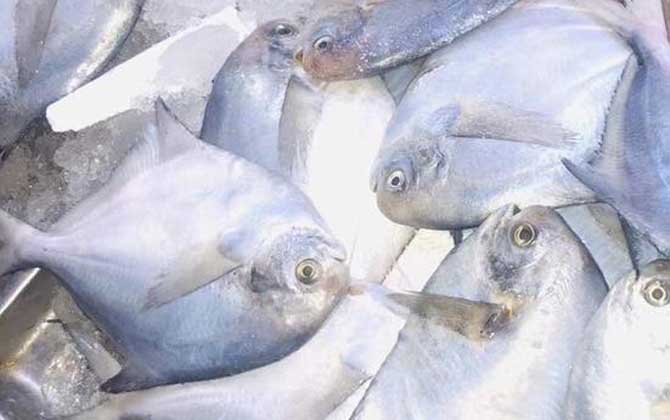 银鲳鱼产地价格生活习性 - 博学屋钓鱼专题