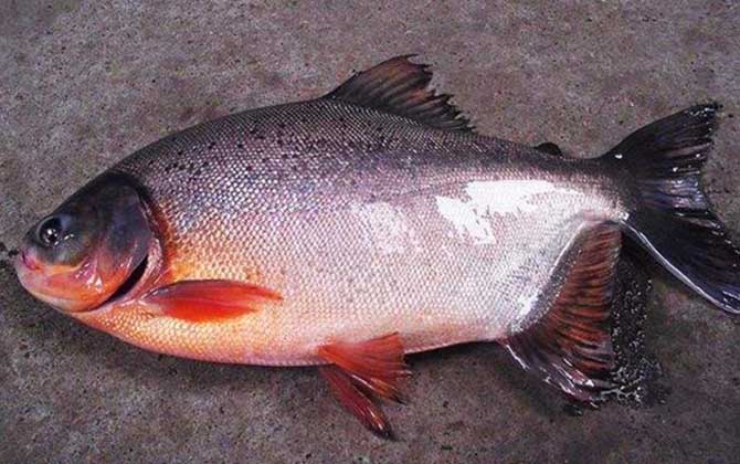 淡水红鲳鱼好吃吗？